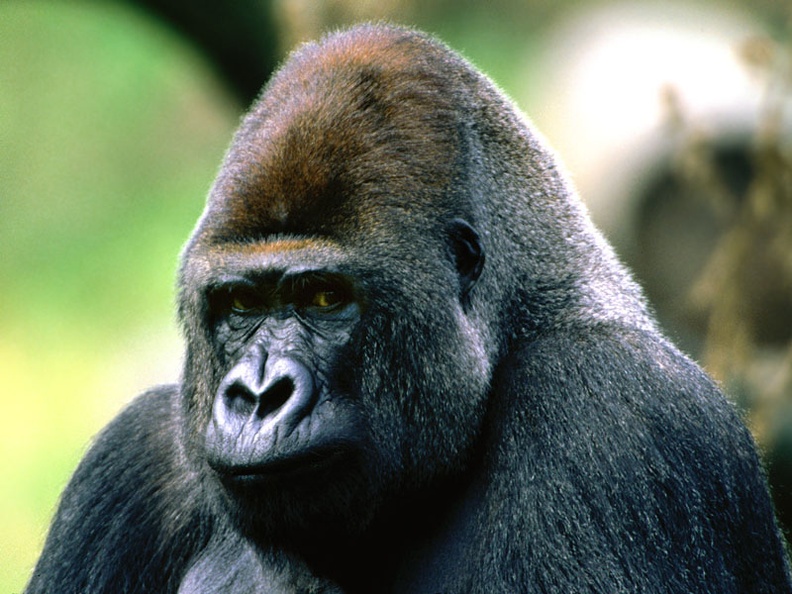Brooding, Western Lowland Gorilla